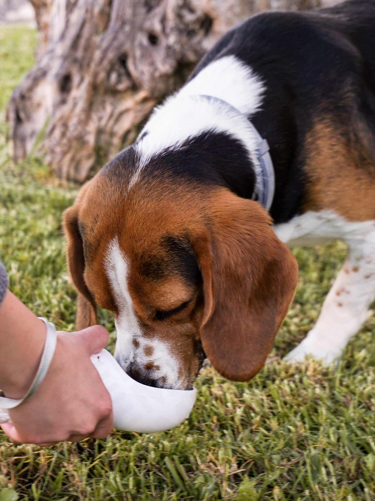 Jay's Pet Shop™ Outdoor Bottle